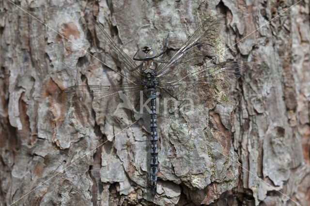 Azuurglazenmaker (Aeshna caerulea)