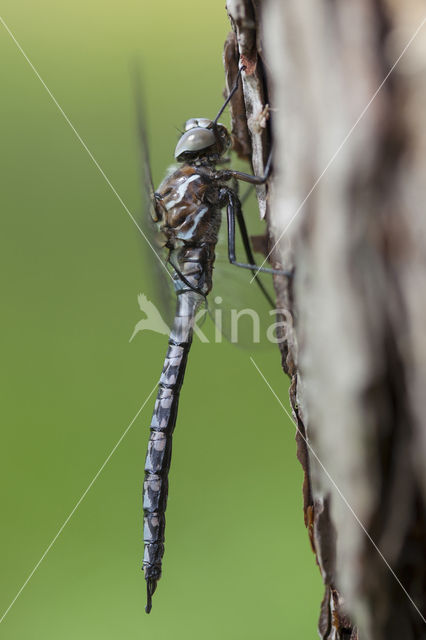 Azuurglazenmaker (Aeshna caerulea)