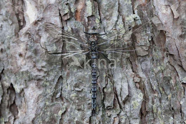 Azuurglazenmaker (Aeshna caerulea)