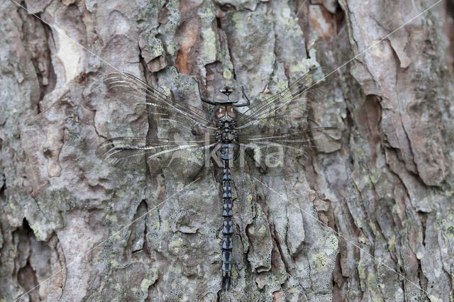 Azuurglazenmaker (Aeshna caerulea)