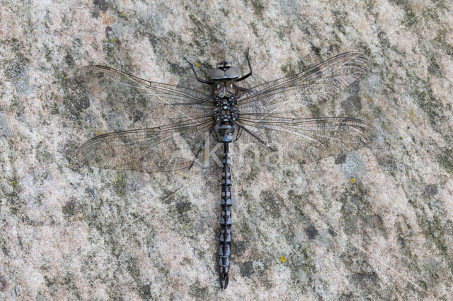 Azuurglazenmaker (Aeshna caerulea)