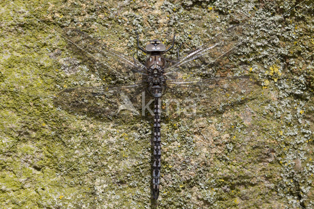 Azuurglazenmaker (Aeshna caerulea)