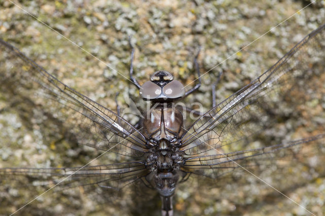 Azuurglazenmaker (Aeshna caerulea)