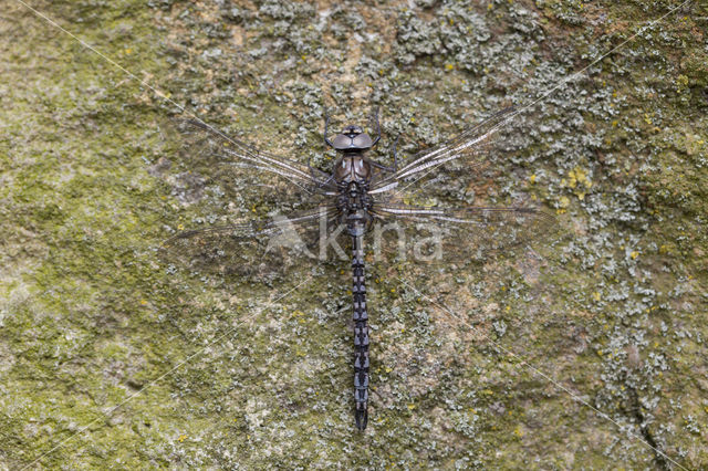 Azuurglazenmaker (Aeshna caerulea)