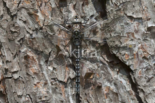 Azuurglazenmaker (Aeshna caerulea)