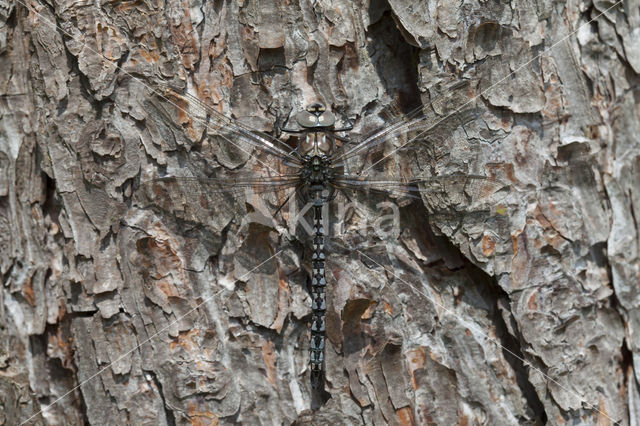 Azuurglazenmaker (Aeshna caerulea)