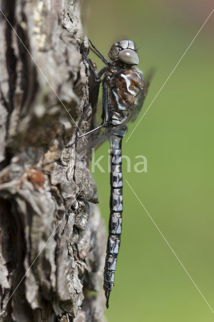 Azuurglazenmaker (Aeshna caerulea)