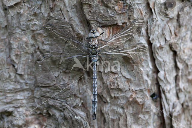 Azuurglazenmaker (Aeshna caerulea)