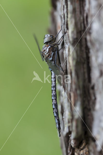 Azuurglazenmaker (Aeshna caerulea)