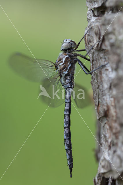 Azuurglazenmaker (Aeshna caerulea)