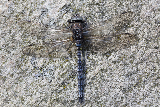 Azuurglazenmaker (Aeshna caerulea)