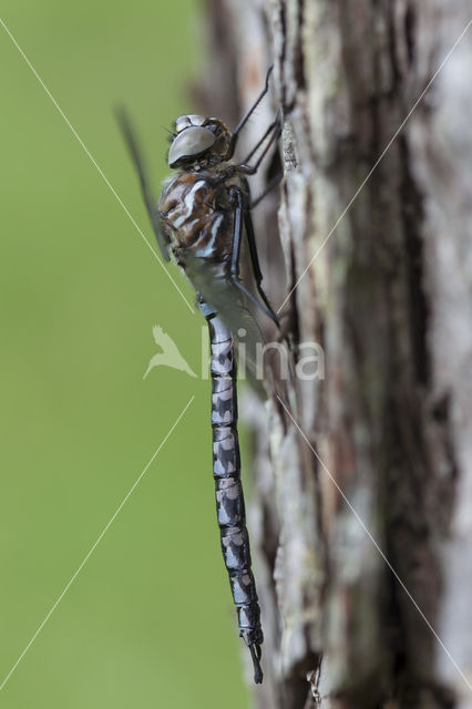 Azuurglazenmaker (Aeshna caerulea)