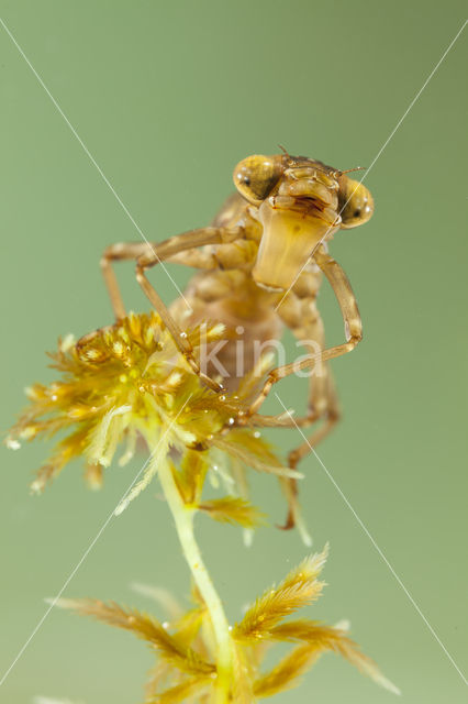 Azuurglazenmaker (Aeshna caerulea)