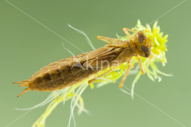 Azuurglazenmaker (Aeshna caerulea)