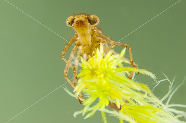 Azuurglazenmaker (Aeshna caerulea)