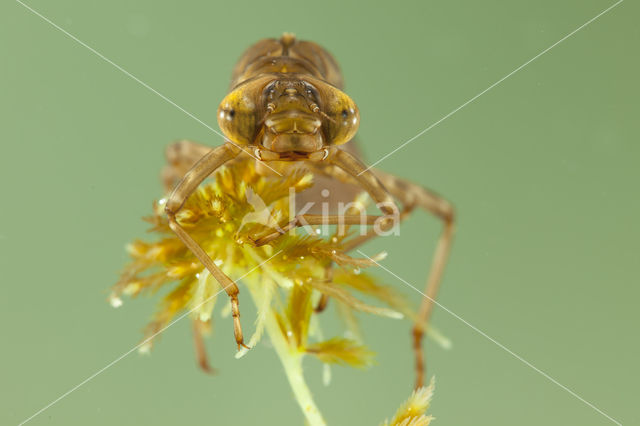 Azuurglazenmaker (Aeshna caerulea)