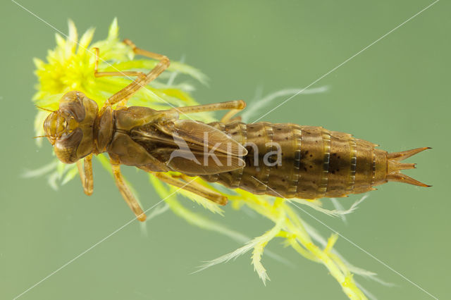 Azuurglazenmaker (Aeshna caerulea)