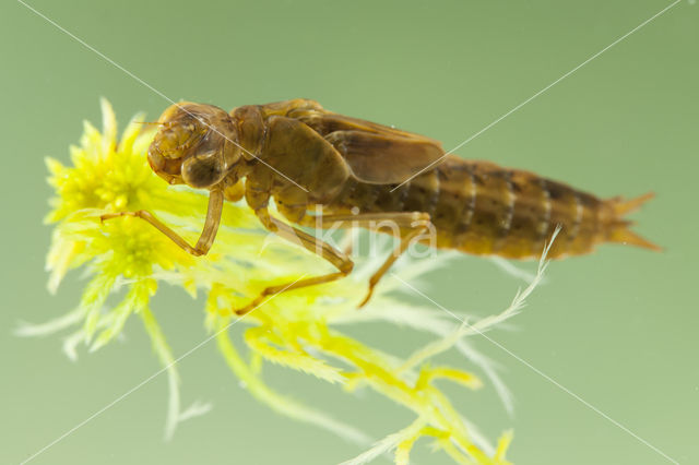 Azuurglazenmaker (Aeshna caerulea)