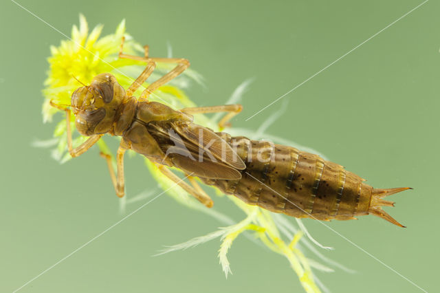 Azuurglazenmaker (Aeshna caerulea)