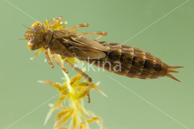 Azuurglazenmaker (Aeshna caerulea)