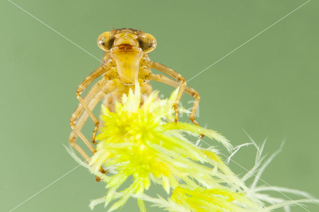 Azuurglazenmaker (Aeshna caerulea)