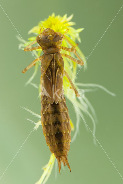 Azuurglazenmaker (Aeshna caerulea)