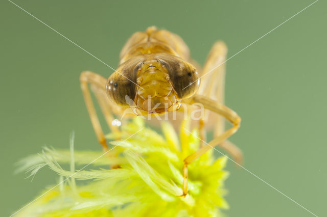 Azuurglazenmaker (Aeshna caerulea)