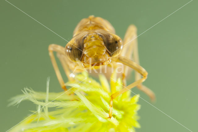 Azuurglazenmaker (Aeshna caerulea)