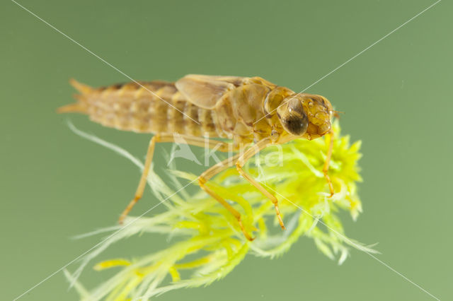 Azuurglazenmaker (Aeshna caerulea)