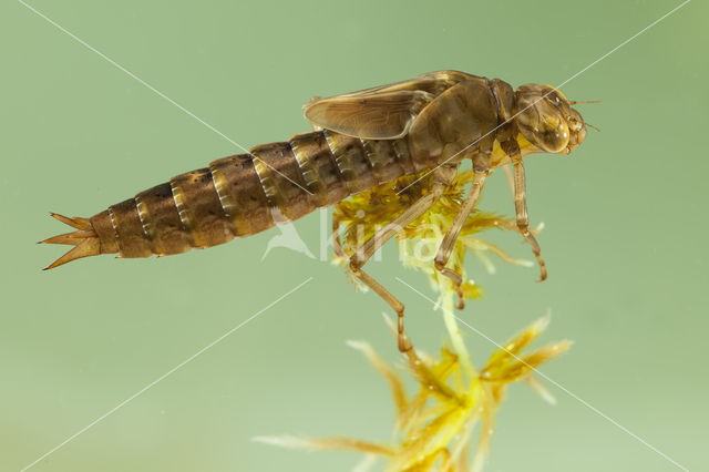 Azuurglazenmaker (Aeshna caerulea)