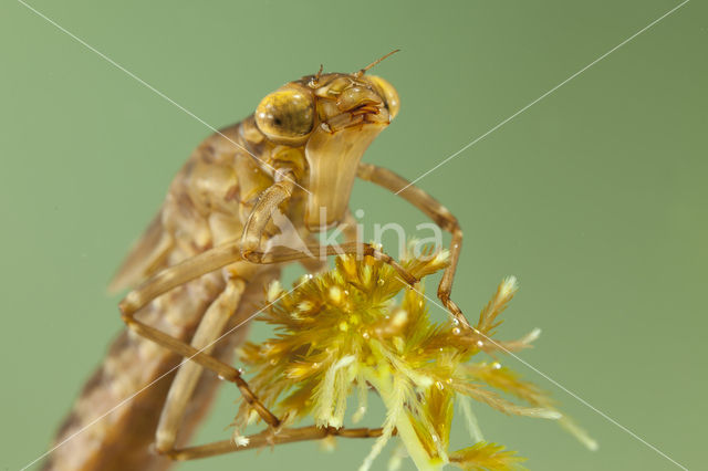 Azuurglazenmaker (Aeshna caerulea)