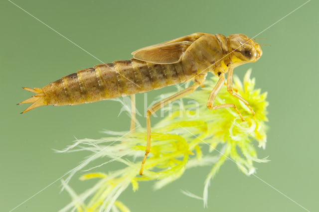 Azuurglazenmaker (Aeshna caerulea)