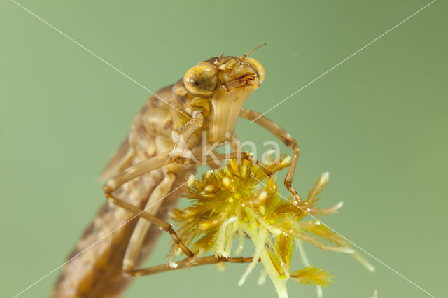 Azuurglazenmaker (Aeshna caerulea)