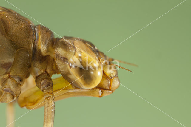 Azuurglazenmaker (Aeshna caerulea)