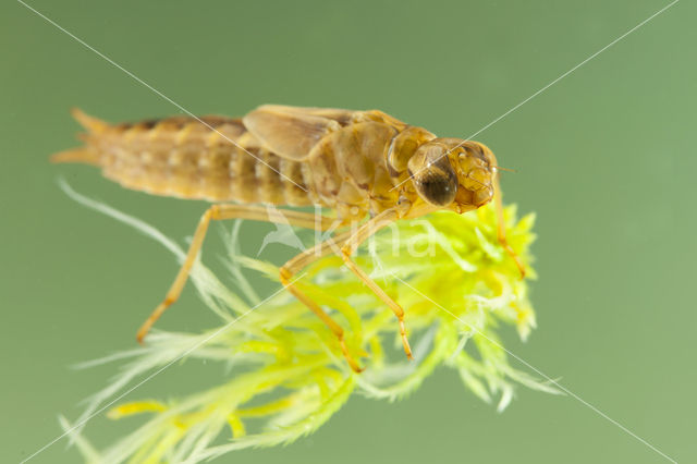 Azuurglazenmaker (Aeshna caerulea)