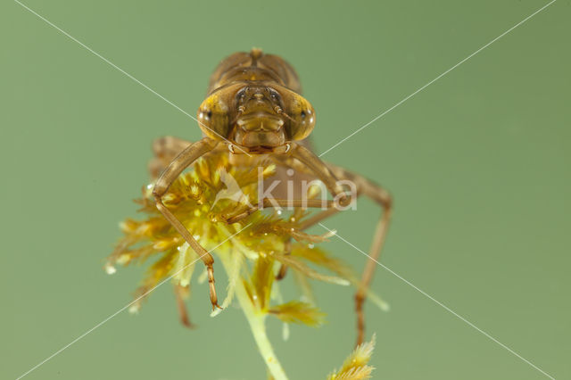 Azuurglazenmaker (Aeshna caerulea)