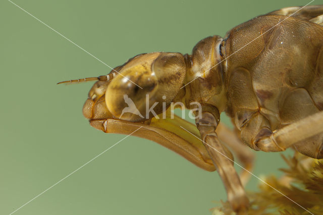 Azuurglazenmaker (Aeshna caerulea)