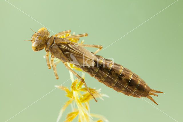 Azuurglazenmaker (Aeshna caerulea)