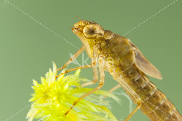 Azuurglazenmaker (Aeshna caerulea)