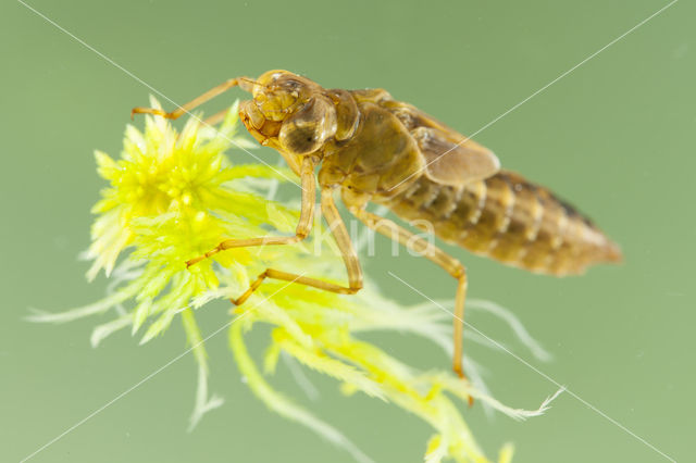 Azuurglazenmaker (Aeshna caerulea)