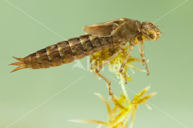 Azuurglazenmaker (Aeshna caerulea)