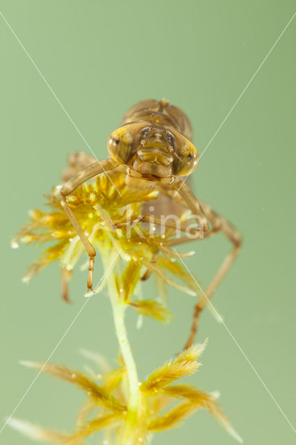 Azuurglazenmaker (Aeshna caerulea)