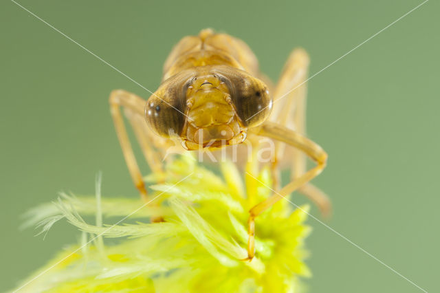 Azuurglazenmaker (Aeshna caerulea)