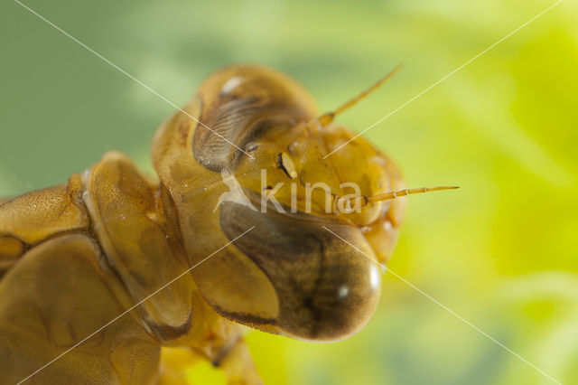 Azuurglazenmaker (Aeshna caerulea)