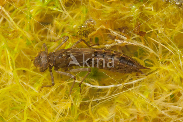 Azuurglazenmaker (Aeshna caerulea)