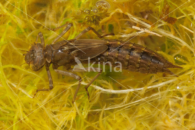 Azuurglazenmaker (Aeshna caerulea)