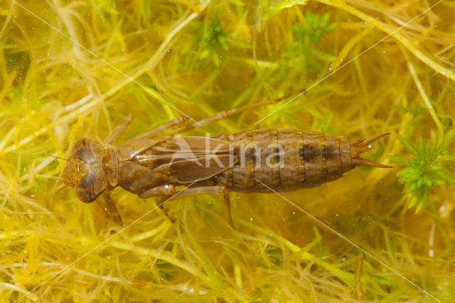 Azuurglazenmaker (Aeshna caerulea)