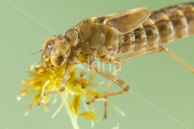 Azuurglazenmaker (Aeshna caerulea)