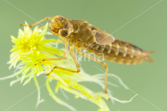 Azuurglazenmaker (Aeshna caerulea)