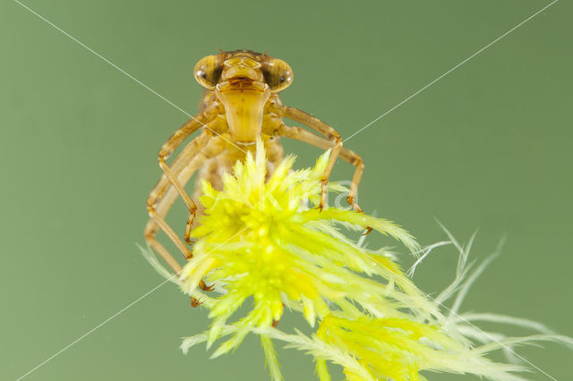 Azuurglazenmaker (Aeshna caerulea)